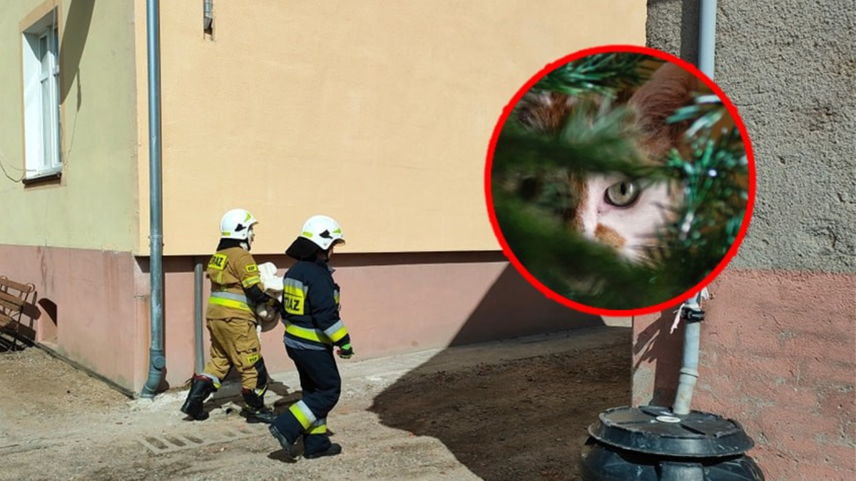 Płoty: Agresywny kot terroryzował właścicielkę. Wezwała służby