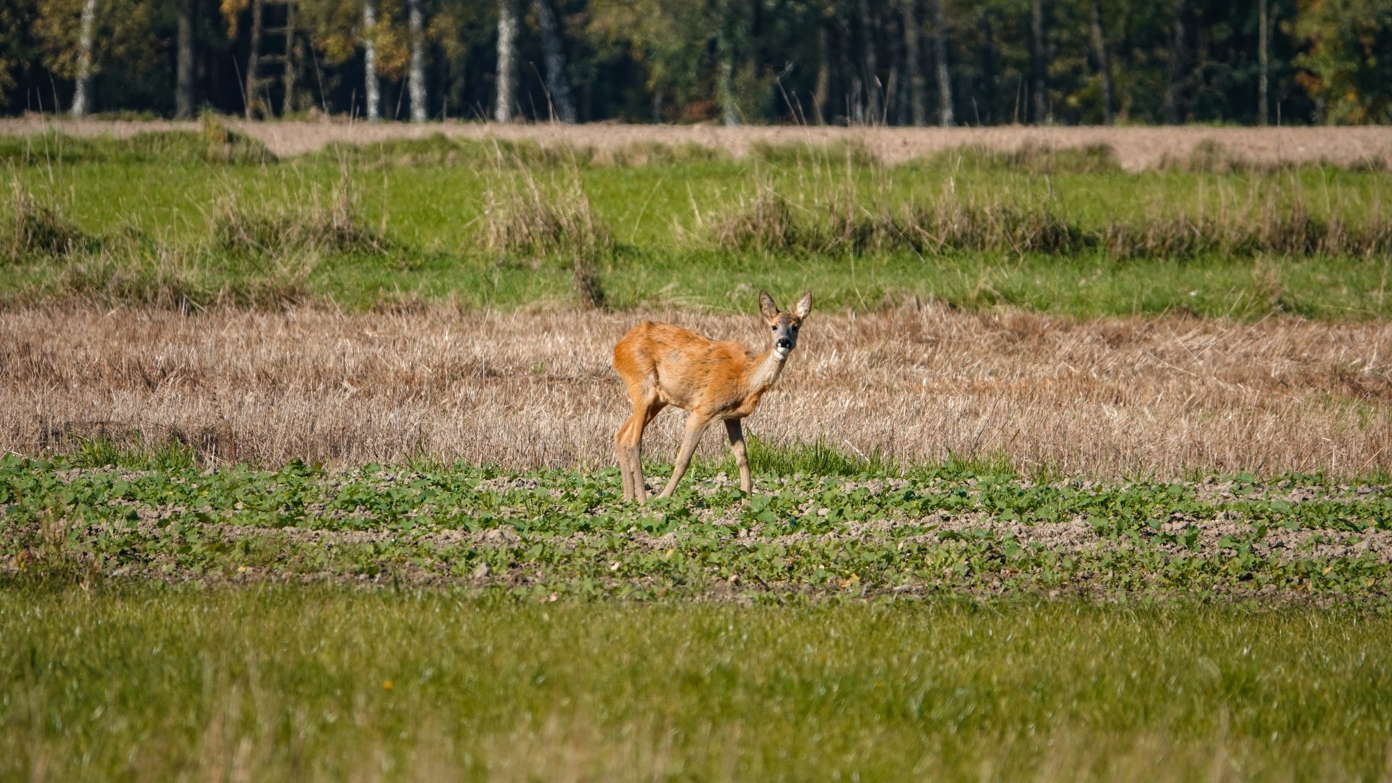 Jesienne klimaty - zdjęcie 19