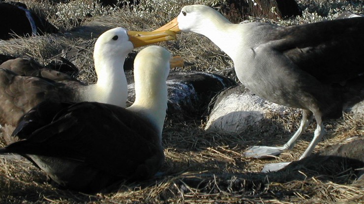 Albatrosy coraz częściej "rozstają się". Ornitolodzy: to wina zmiany klimatu
