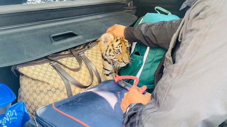 Meksyk. W bagażniku samochodu znaleziono małego tygrysa. W aucie była również broń i amunicja