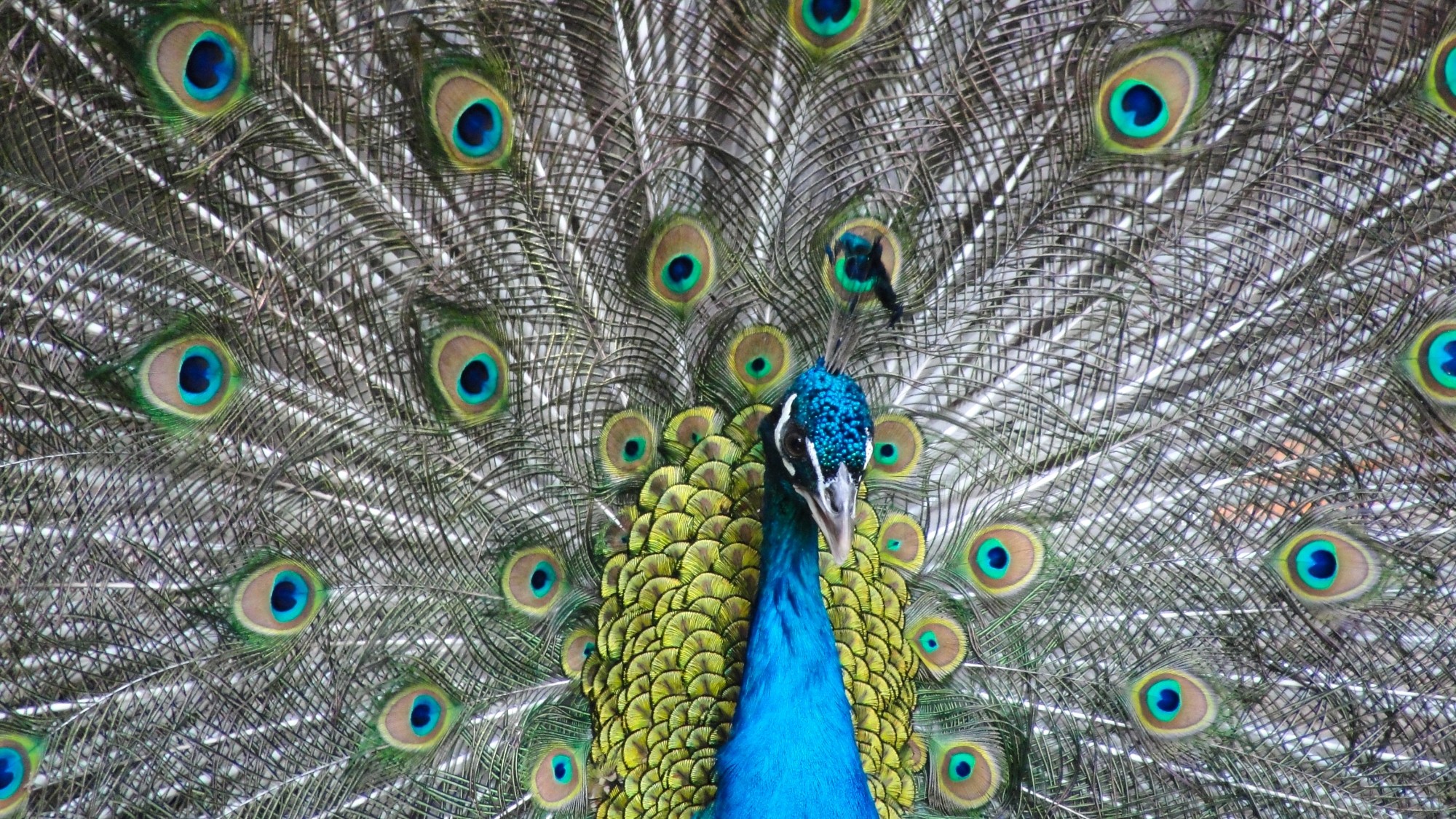 Z kamerą wśród zwierząt - zdjęcie 7