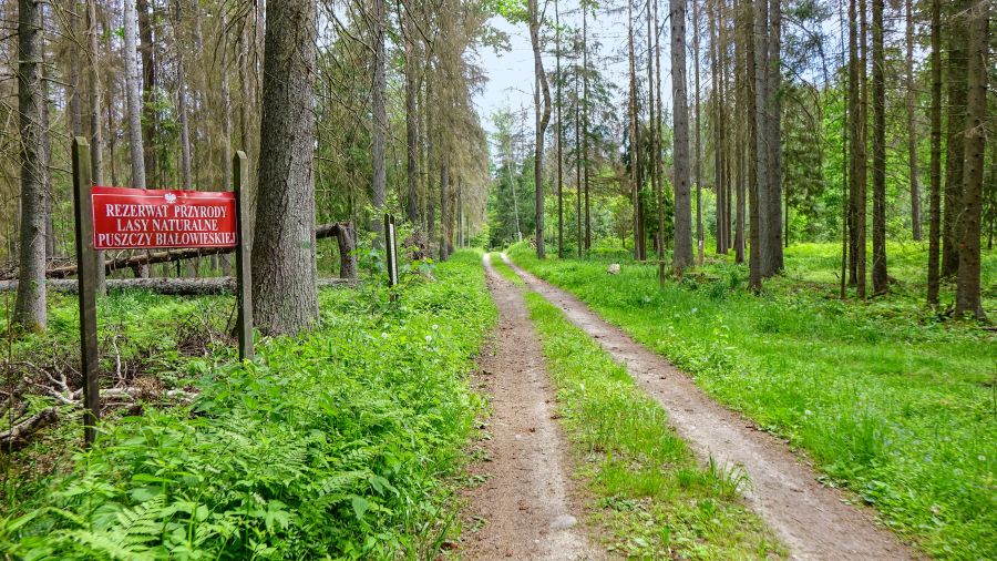 Lasy Naturalne w Puszczy Białowieskiej. Fot. TwojaPogoda.pl