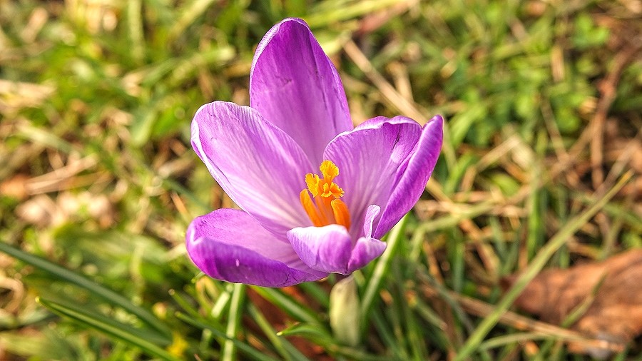 Kwitnący krokus zapowiada wiosnę fenologiczną. Fot. TwojaPogoda.pl