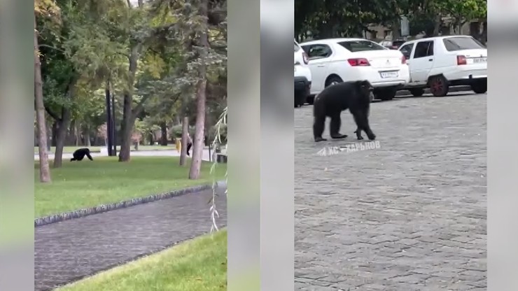 Charków: Po ulicach miasta biegała małpa. Zwierzę uciekło z zoo