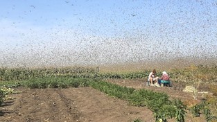 15.07.2022 05:54 Plaga szarańczy nadciągnęła nad Rosję. Miliardy żarłocznych owadów pustoszą uprawy. Będzie głód