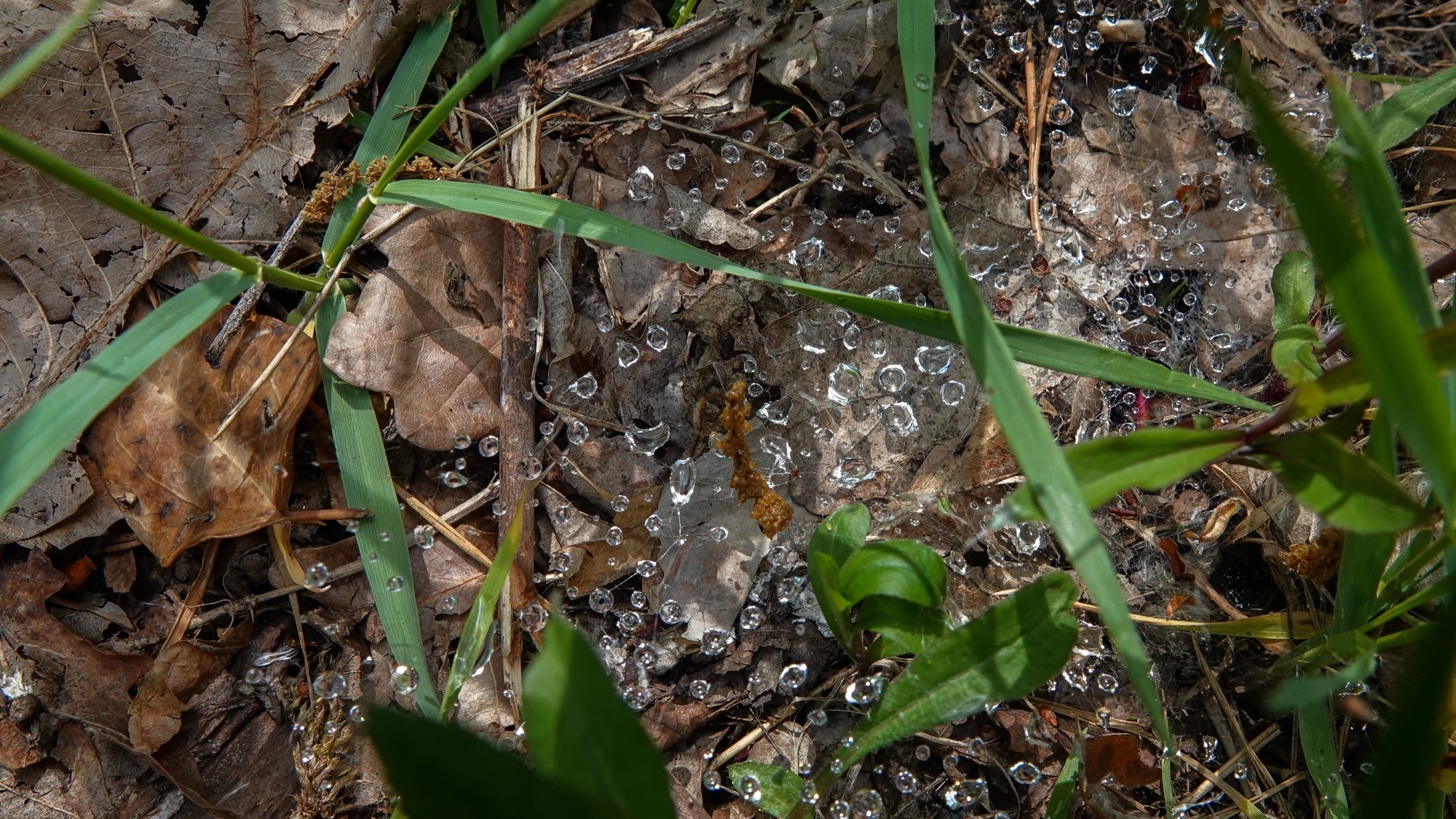 Całe piękno późnej wiosny - zdjęcie 19