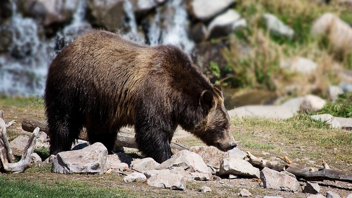 Kanada: Atak niedźwiedzia grizzly w Parku Narodowym. Dwie osoby nie żyją