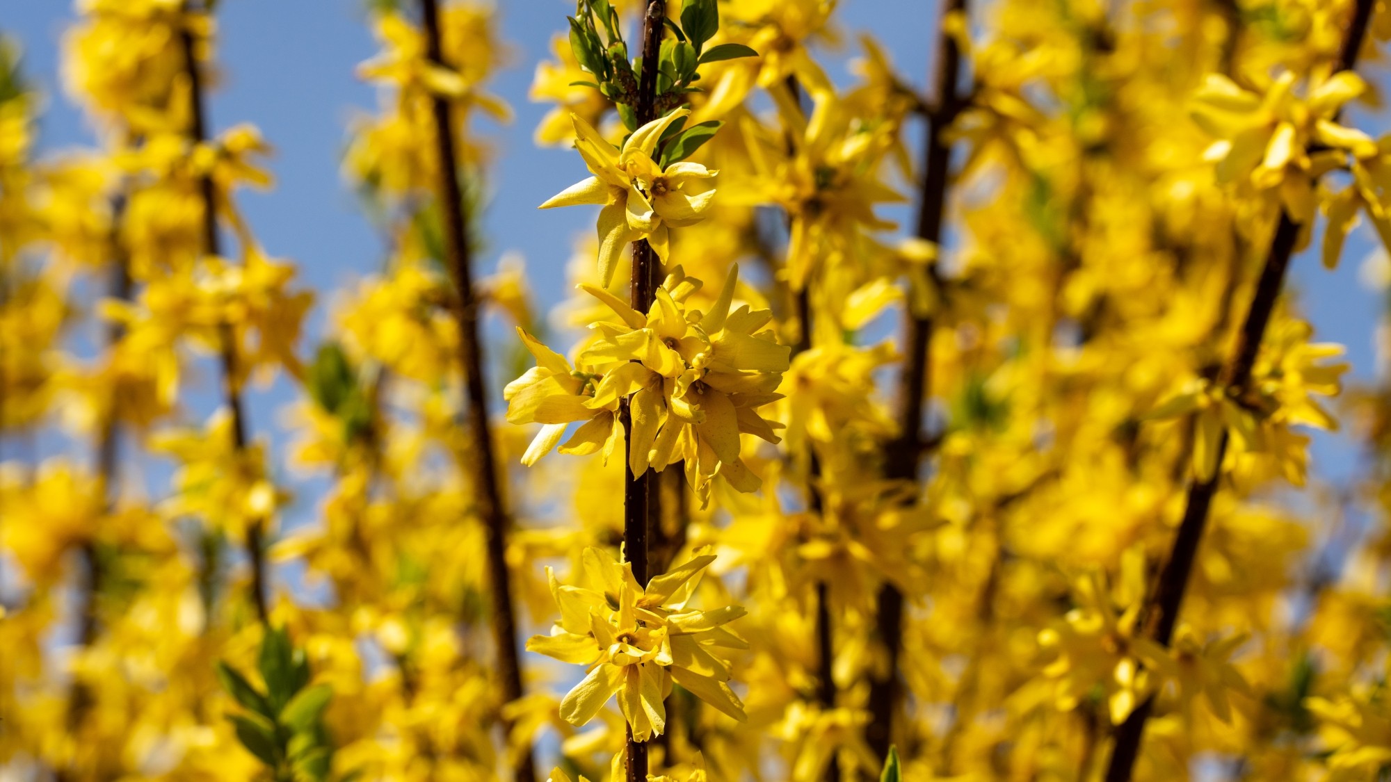 Miejska przyroda - zdjęcie 32