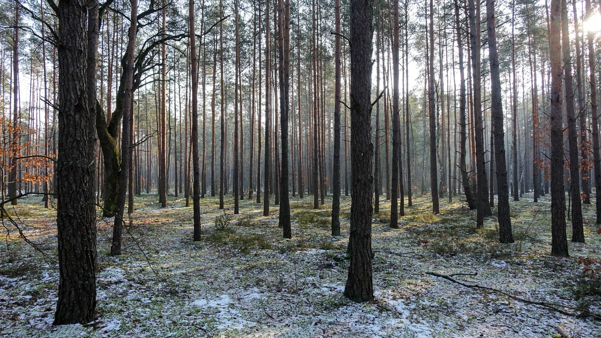 Styczeń w obiektywie - zdjęcie 11