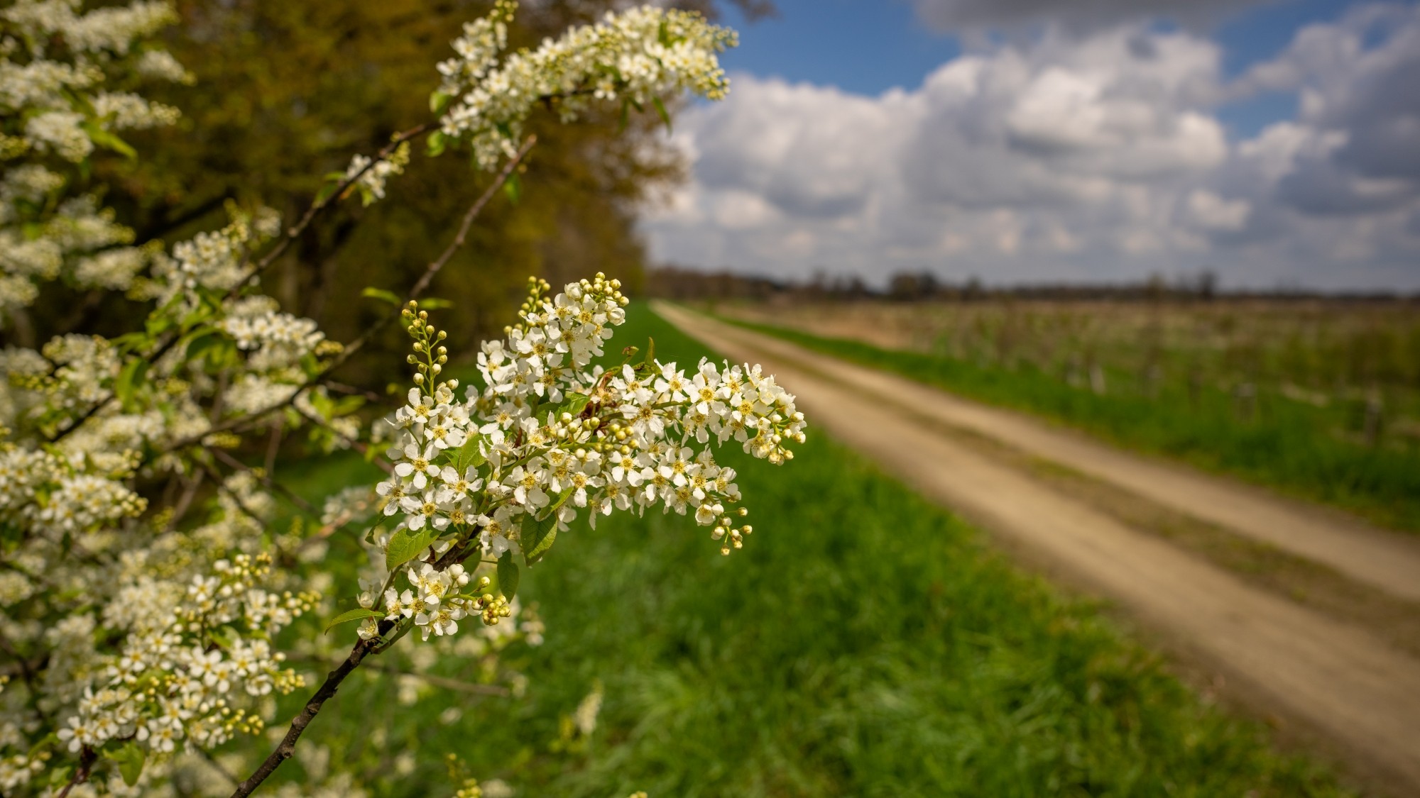 Wiosenna opowieść - zdjęcie 36