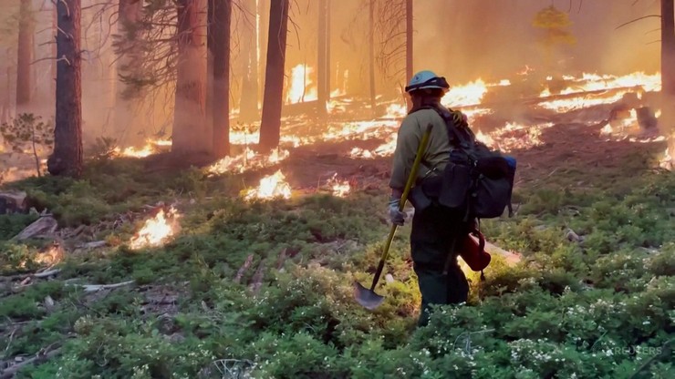 USA: Ogień trawi Park Narodowy Yosemite. Rosną tam słynne wielkie sekwoje