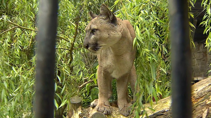 Puma Nubia znajdzie nowy dom? Jest porozumienie między zoo i byłym właścicielem
