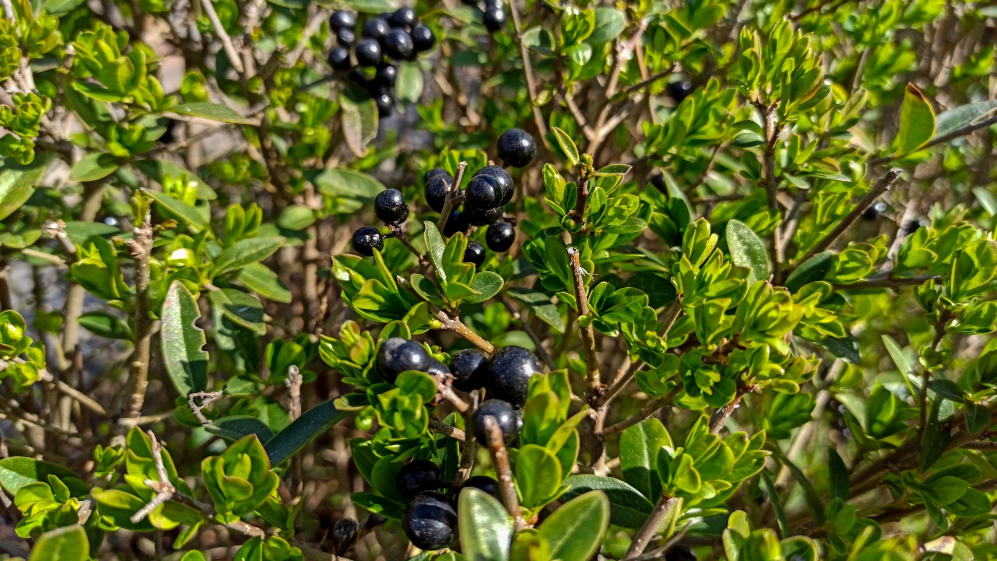 Kwitnąca wiosna - zdjęcie 29