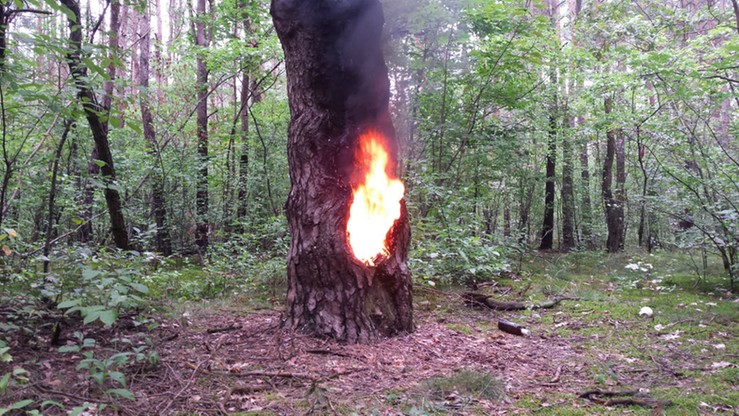 Grzybiarze natknęli się na płonące drzewo w środku lasu. Ugasili je strażacy