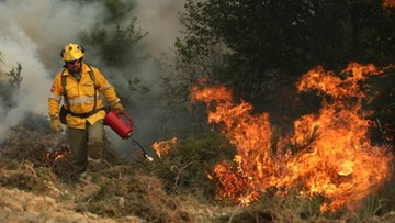 Portugalia: główne ogniska pożaru lasów opanowane