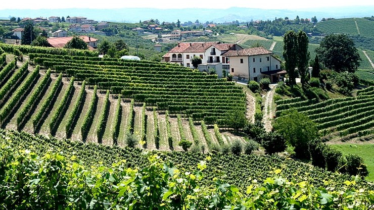 We Włoszech rozpoczęło się winobranie. Szacunkowo tegoroczna produkcja sięgnie 47 mln hektolitrów