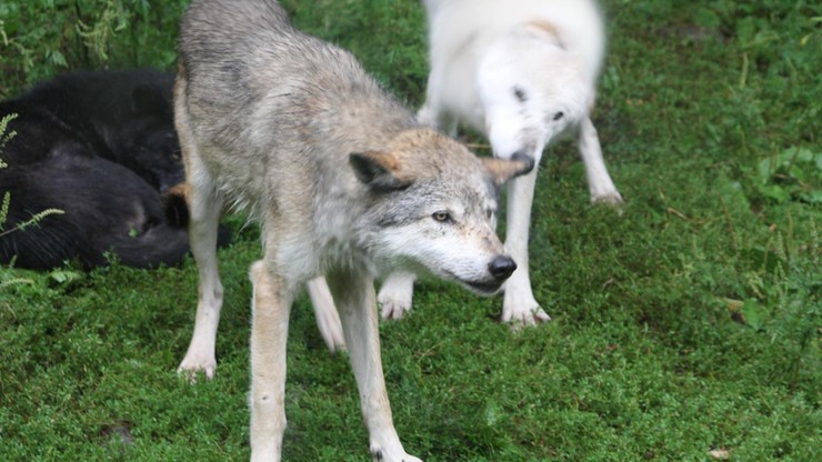 Ukraina. Celnicy udaremnili przemyt trzech żywych wilków. Zadeklarowano do oclenia psy rasy łajka