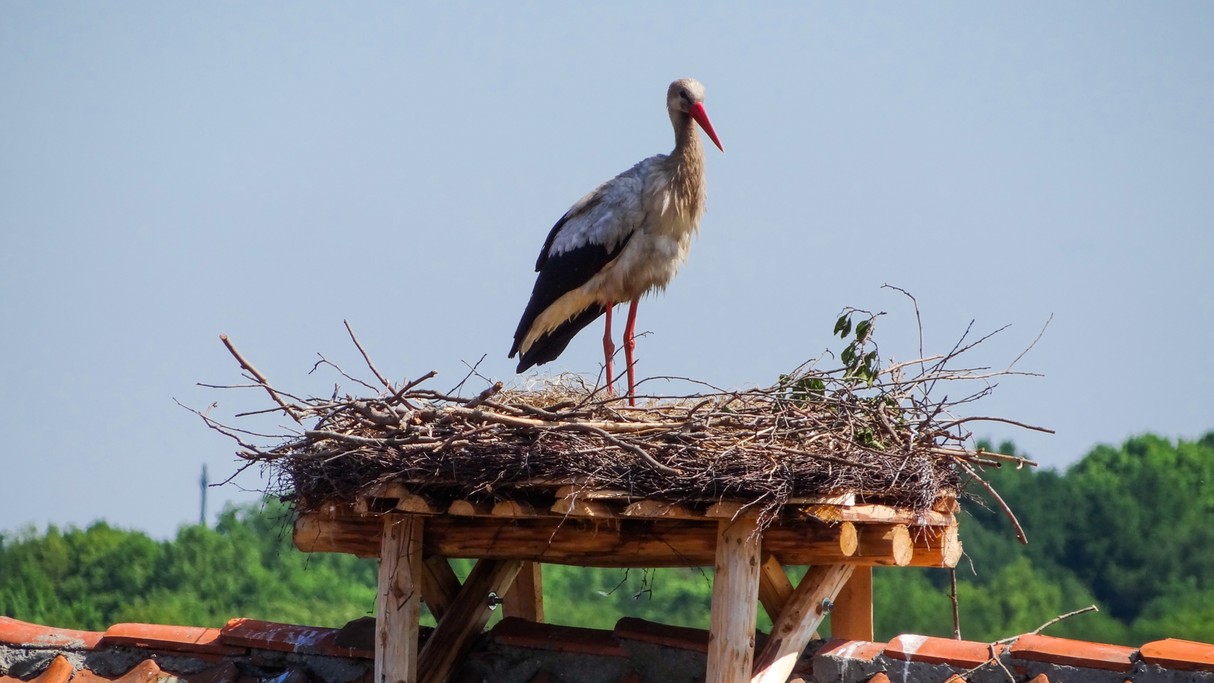 Bociania wioska - zdjęcie 13