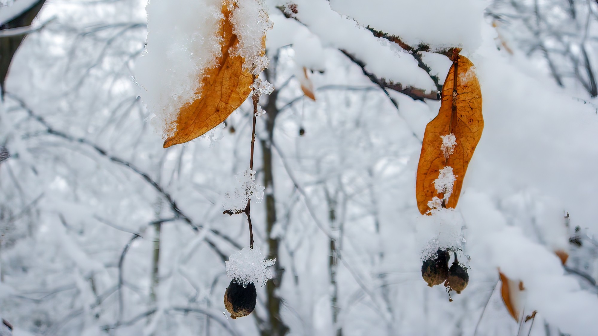 Śnieżne zimy sprzed lat - zdjęcie 23