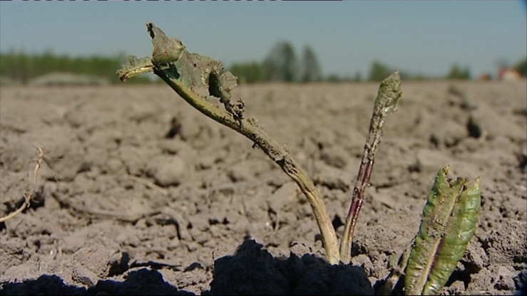 W rolnictwie widać pierwsze symptomy suszy. Może być gorsza niż rok temu