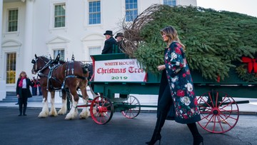 Biały Dom ma już choinkę na Boże Narodzenie. To 5-metrowe drzewko z Pensylwanii