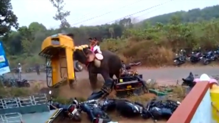 Indie: słoń wpadł w amok. Zniszczył 27 pojazdów