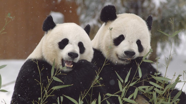 Chwile radości pandy wielkiej. Kamery zarejestrowały bawiące się na śniegu zwierzęta