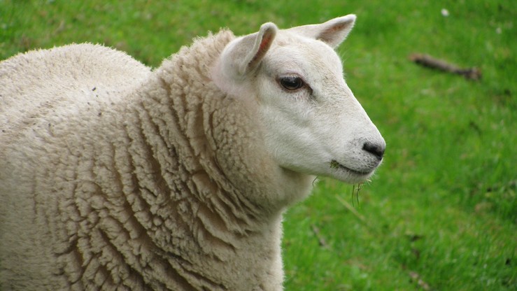 Główne lotnisko Belgii "zatrudniło" owce do koszenia trawy