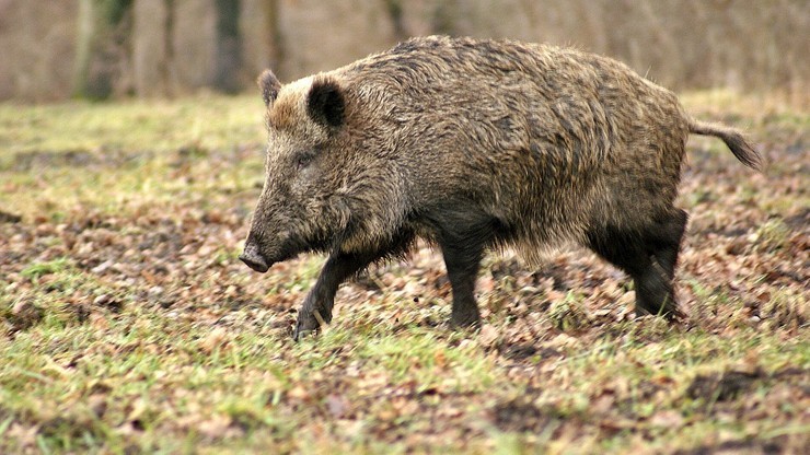 Wykryto pierwszy przypadek afrykańskiego pomoru świń w Czechach