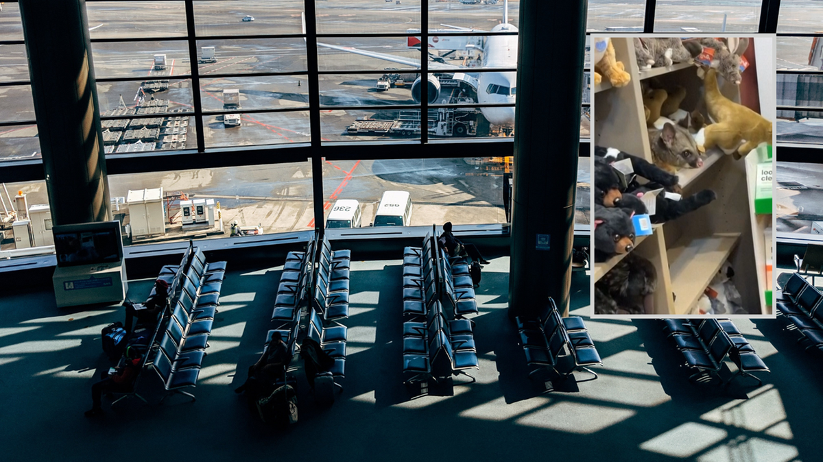 Żywy opos siedzi na p&oacute;łce z pluszowymi zabawkami w sklepie z pamiątkami na lotnisku w Hobart w Tasmanii.