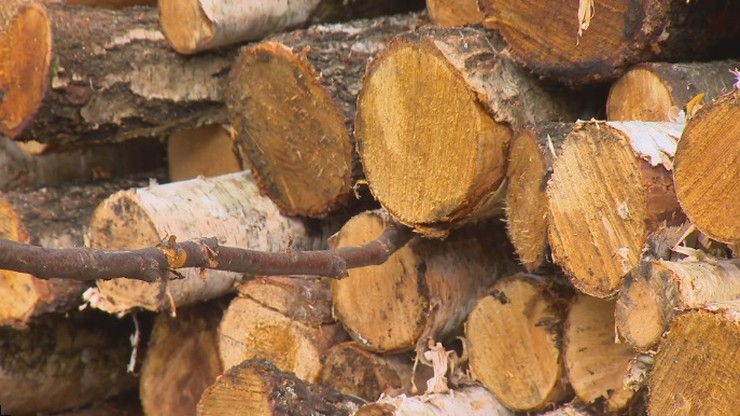 Świętokrzyskie: Plaga kradzieży drewna. Nowy trend w polskiej przestępczości