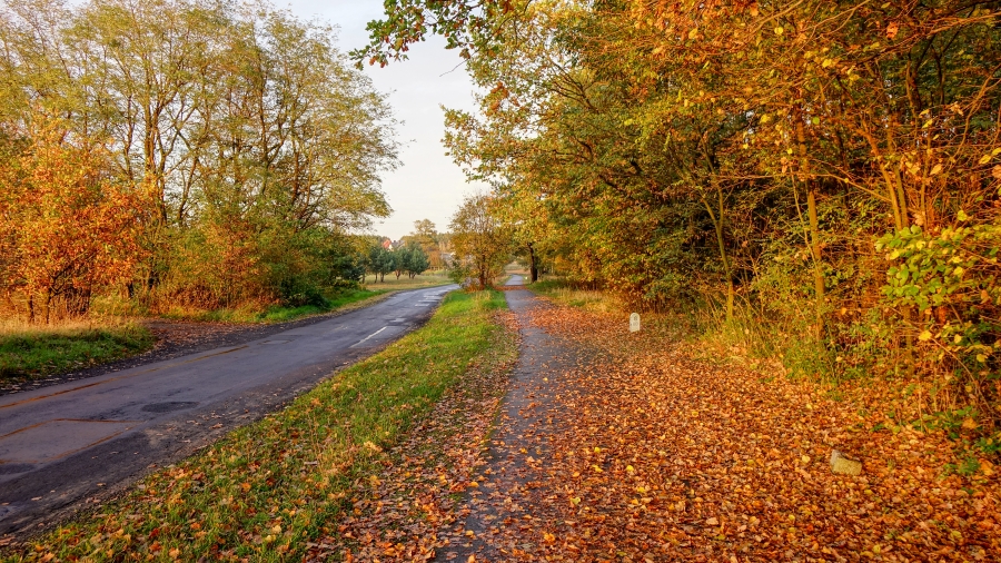 07.11.2017 10:02 Nigdzie jesień nie jest tak piękna, jak w Polsce. Zobaczcie dlaczego