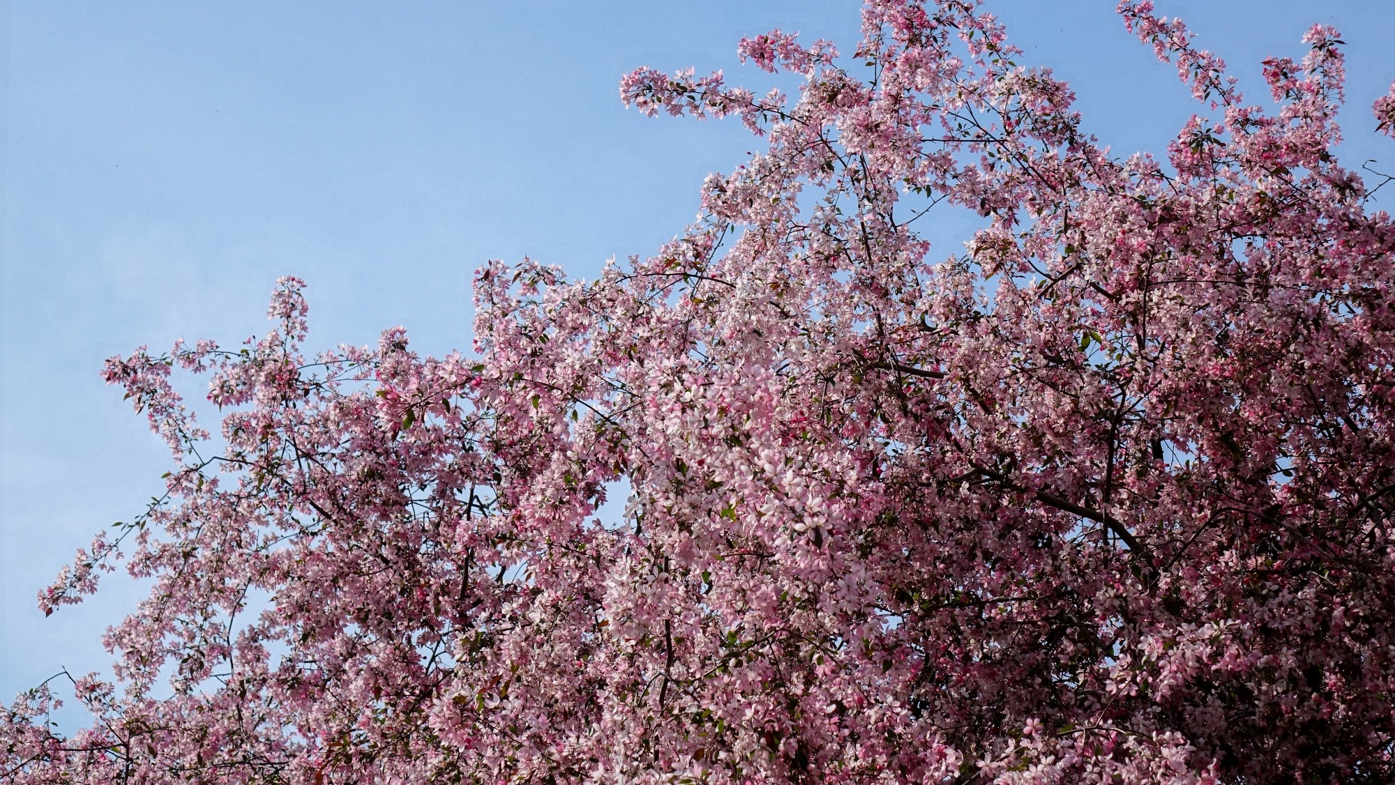 Kwitnąca wiosna - zdjęcie 34