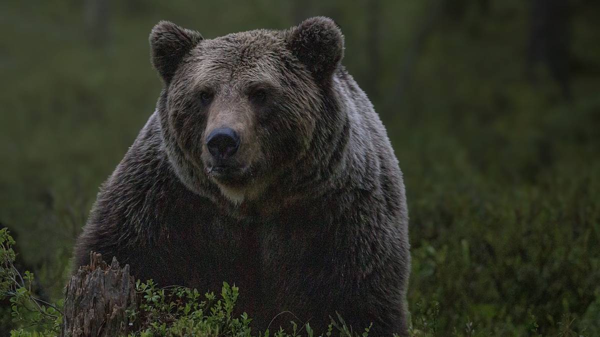 Tatry: Niedźwiedź gonił kobietę. Doszło do tragedii