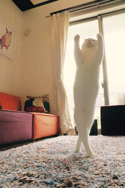 Kot, który jest mistrzem baletu. Oto kolejny dowód, że internet kocha koty