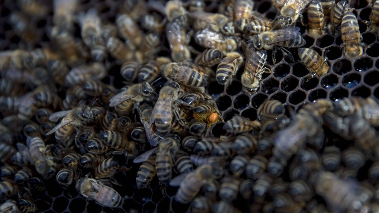 Piłkarze zaatakowani przez pszczoły! Padli na murawę (WIDEO)