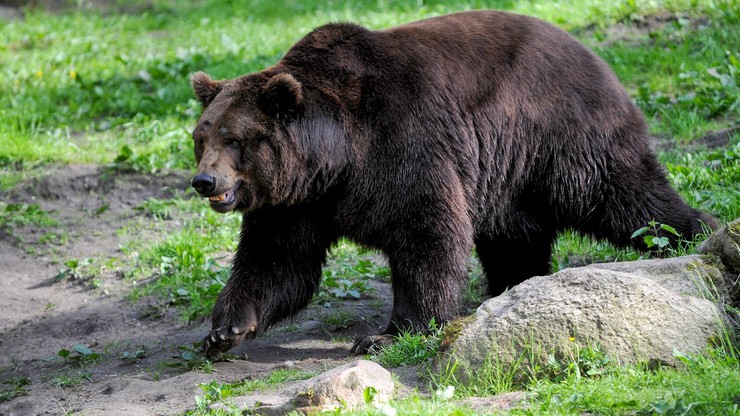 Bieszczady: 46-latka zaatakowana przez niedźwiedzia. Podeszła zbyt blisko gawry