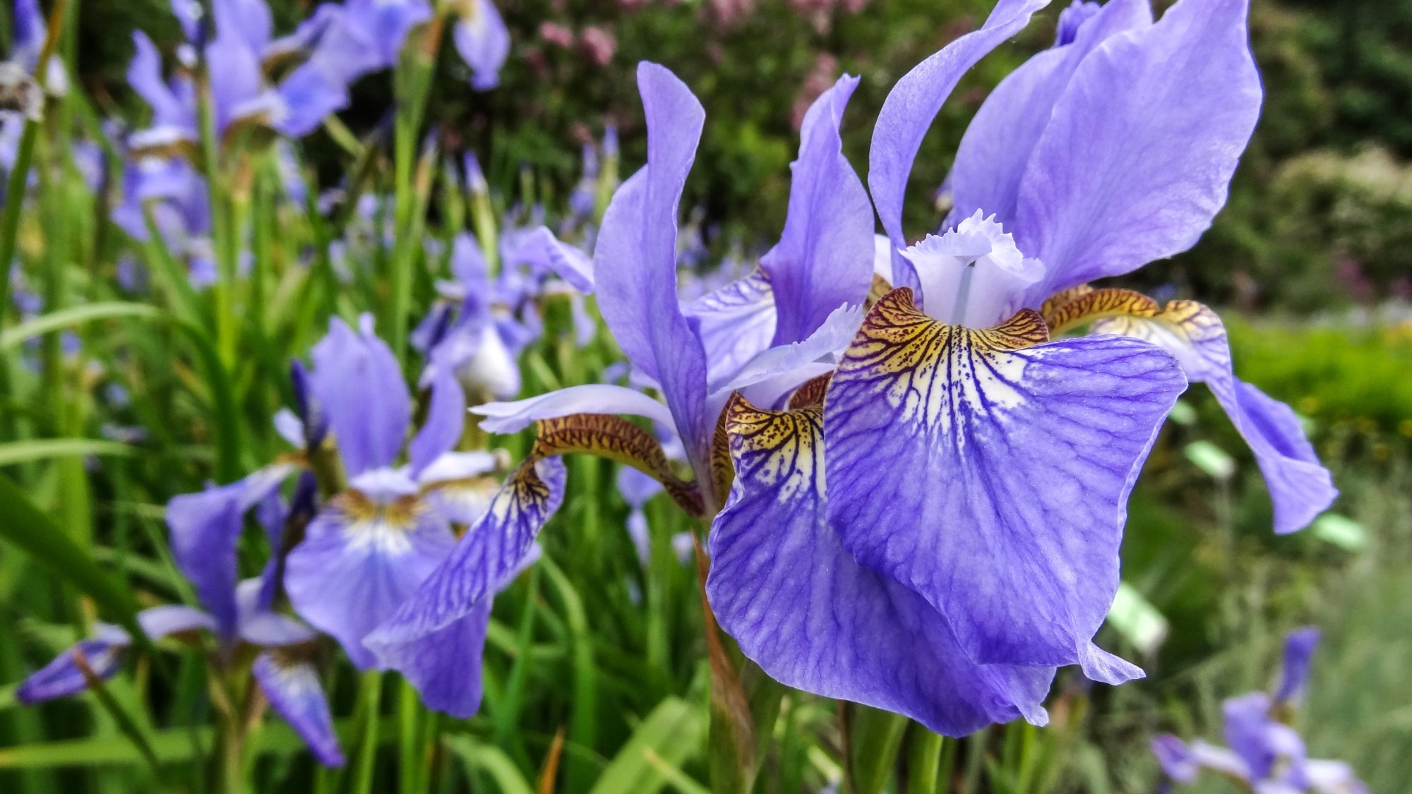 Wiosna radosna - zdjęcie 15