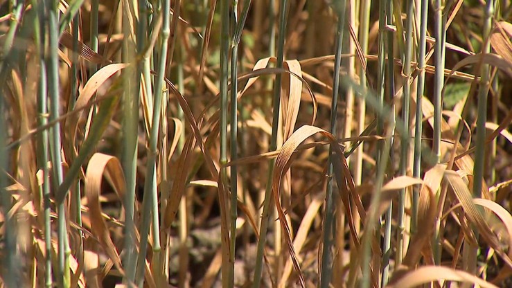 "4 mln hektarów dotknięte skutkami suszy". PO chce informacji rządu nt. pomocy dla rolników