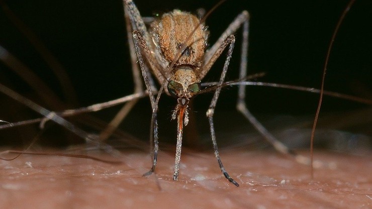 USA, Luizjana: komary wybiły tysiące zwierząt. Wylęgły się po przejściu huraganu