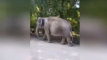 Słoń błąkał się po wsi i straszył mieszkańców