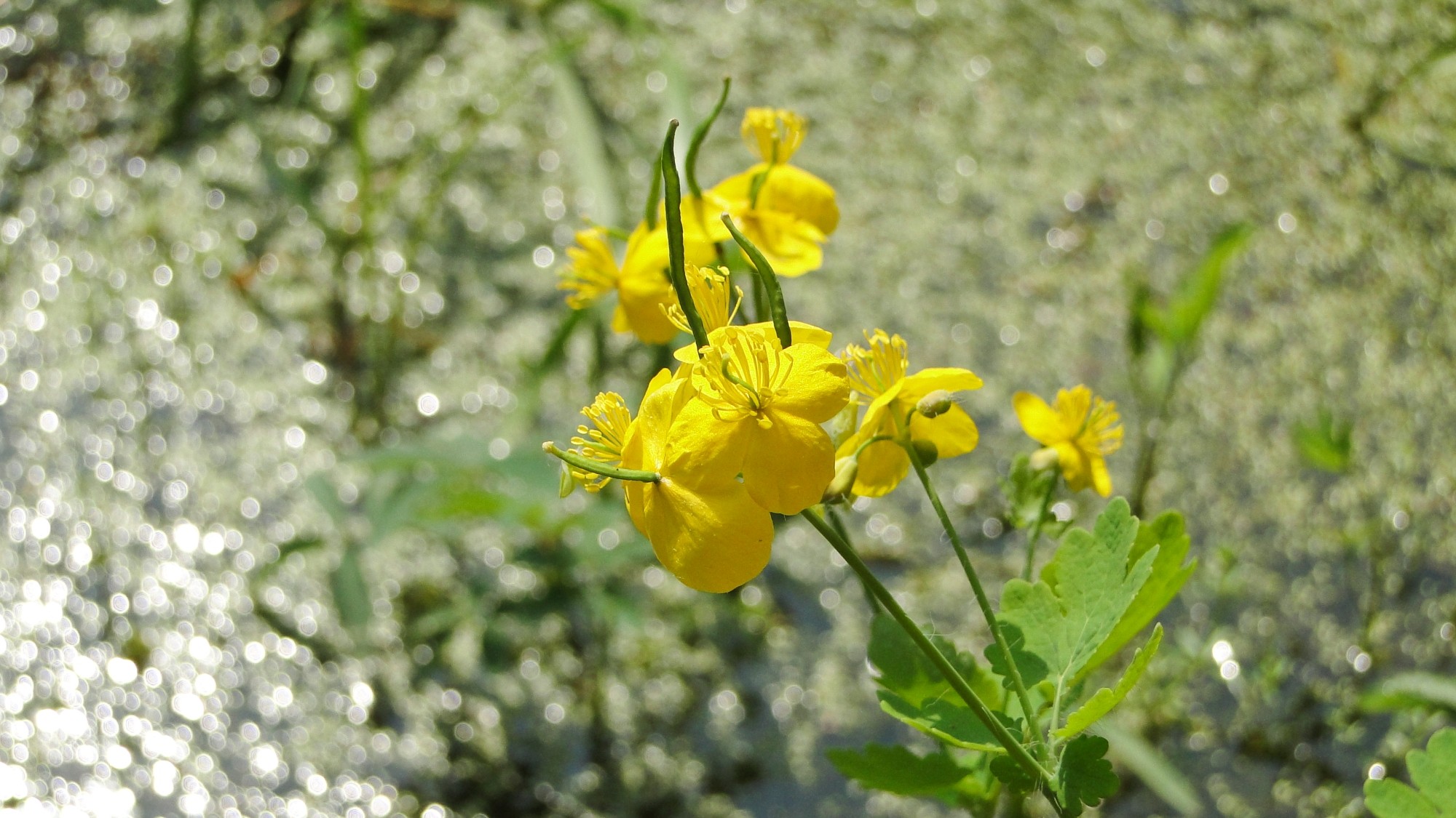 Wiosna radosna - zdjęcie 39