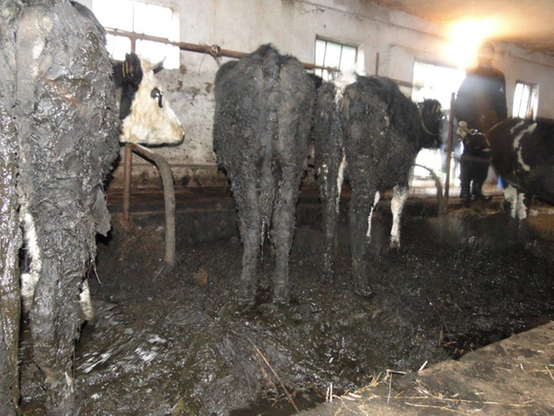Krowy tonęły we własnych odchodach. Interweniowało Towarzystwo Ochrony Zwierząt