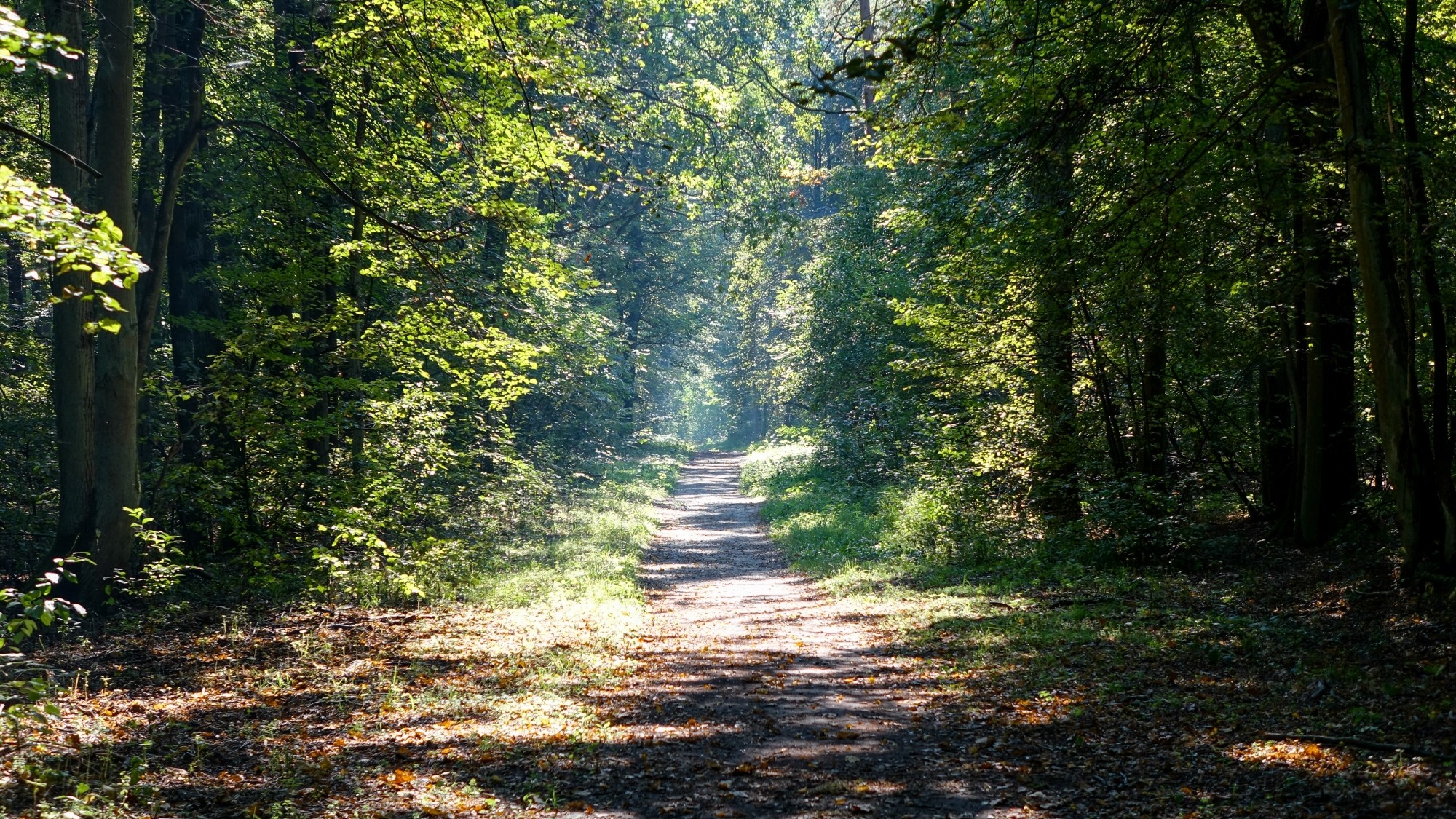 Urocze zakątki w lasach - zdjęcie 65