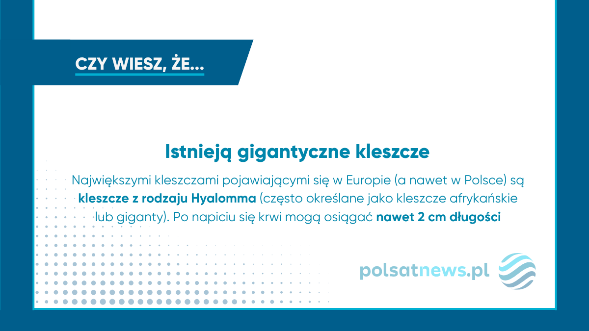 Gigantyczne kleszcze Hyalomma mogą po napiciu się krwi osiągnąć 2 cm długości