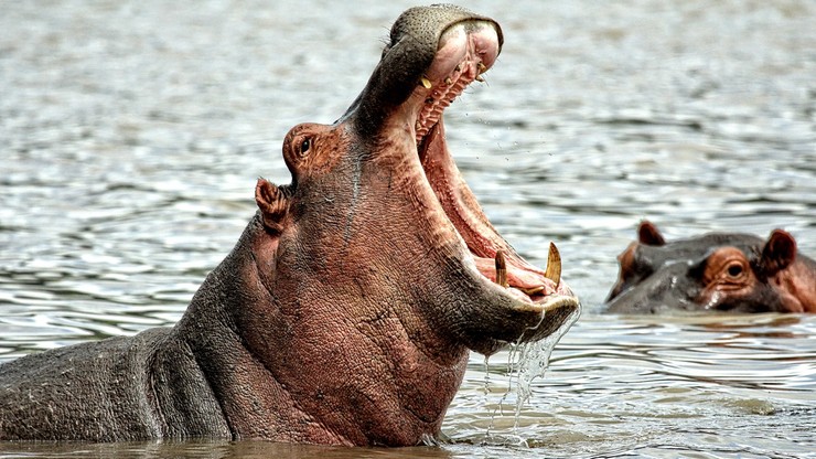 Uganda. Dziecko w paszczy hipopotama. Na ratunek ruszył mężczyzna