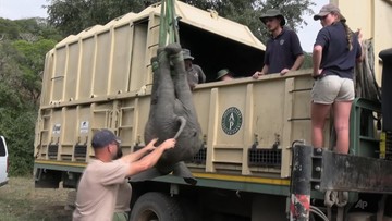 Gigantyczna przeprowadzka. Kilkadziesiąt słoni przeniesie się do nowego domu 