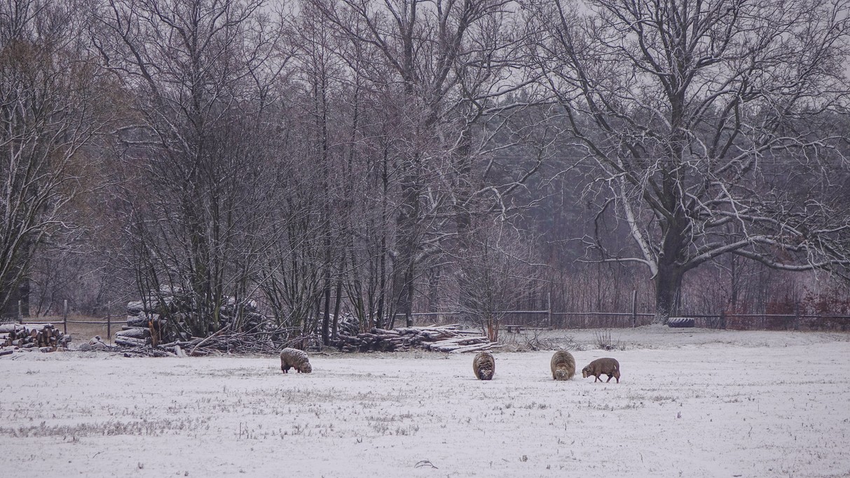 Grudzień w obiektywie - zdjęcie 38