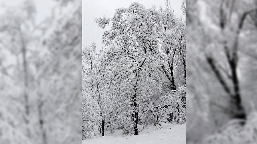 Ośnieżone drzewa w Rzeszowie w woj. podkarpackim. Fot. Paulina / TwojaPogoda.pl