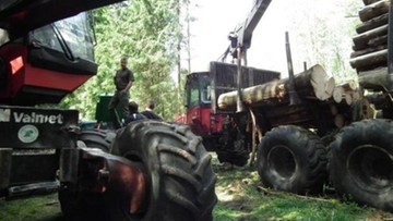 Leśnicy łamią sądowy zakaz wywozu z Białowieży ponadstuletnich drzew - alarmują ekolodzy